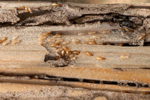 Best Rat Extermination Near Me  in Oak Hills, OR